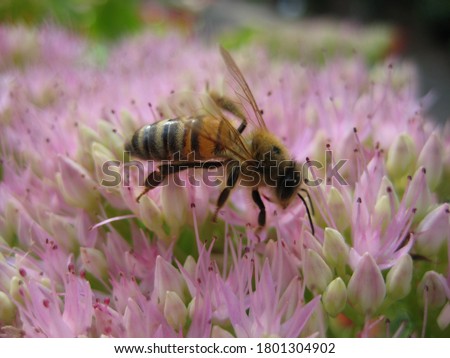 macro photo with a decorative background of bees on pink flowers in the garden during the summer flowering of plants as a source for prints, posters, decor, Wallpaper, interiors