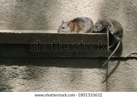 The brown rat (Rattus norvegicus) is the dominant rat in Europe and much of North America. Royalty-Free Stock Photo #1801310632