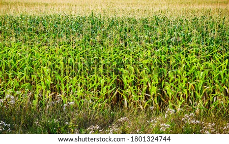 Corn stalk background.Green corn field on farm.Cultivated agricultural fields in summer.Background with natural crops growing in sunny day