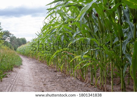 Close up picture of ripe corn near the road in the agricultural field