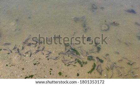 Fish looking for food on the water surface at the estuary of the Cávado river in Esposende, Portugal.