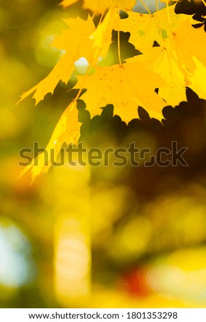 Maple leaves in autumn forest. Tree branch with autumn leaves. Yellowed maple leaves on a blurred background. Autumn nature background with bokeh