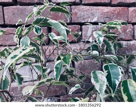 Ficus plant in front of retro brick wall. Closeup shot : selective focus.