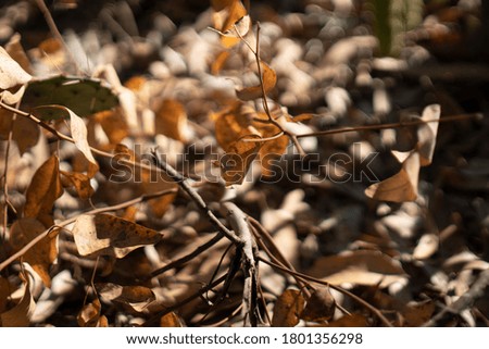 close up nature picture of some beautiful leaves