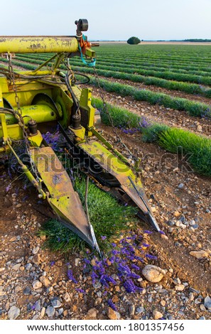 Harvesting lavender (lavandin)  plant fields in Valensole Plateau of the Alps in Haute Provence region of France in Europe