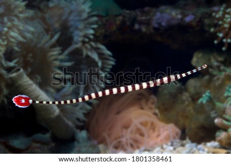 Beautiful banded pipefish on the seabed and coral reefs, Banded pipefish or ringed pipefish on the seabed and coral reefs