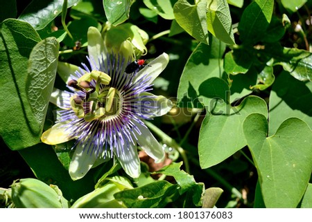 Photography of a passion flower whit a red and black bug walking on it