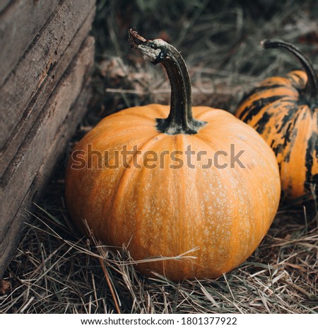 Farmer's market with Halloween pumpkins. Thanksgiving day. Autumn atmosphere. Holiday decoration. 