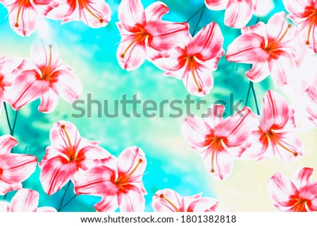 Bright colorful lily flowers. Natural floral background. Summer landscape