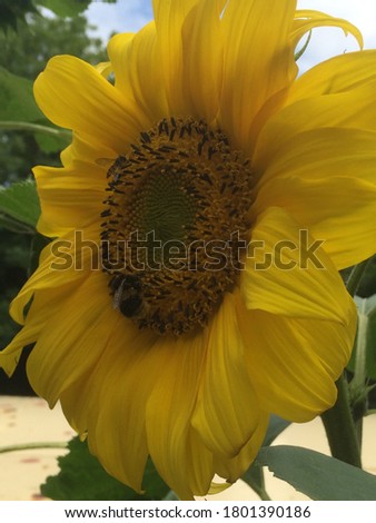 beautiful close up/macro pic of bumble bee on sunflower