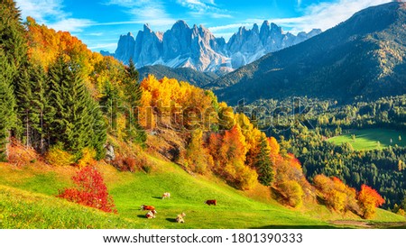 Autumn scene of  Santa Magdalena famous Italy Dolomites village view in front of the Geisler.  Location: Santa Maddalena village, Val di Funes, Trentino-Alto Adige, Dolomites, Italy, Europe