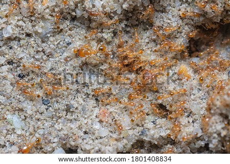 close shot of little red tropical fire ants.