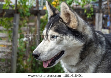 Emotions of a dog of the Siberian husky breed. Blue-eyed husky close-up. The idea for the subject of kinology.