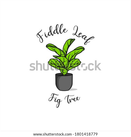fiddle leaf fig tree vector, big leaf plant vector