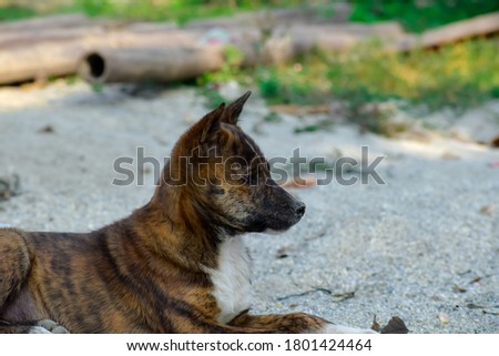 A photo of an Indian street puppy with beautiful patterns of brown black and white color.