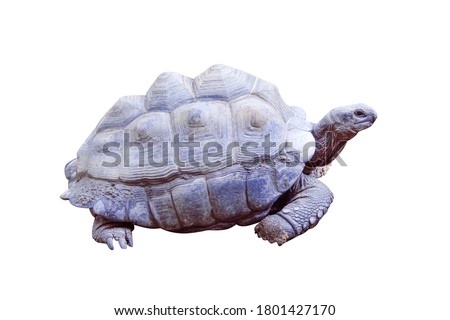 Testudinidae or giant turtle  reptile isolated on white background ,clipping path