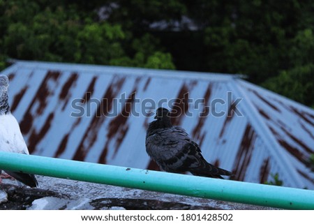 High flying pigeon bird natural background photo