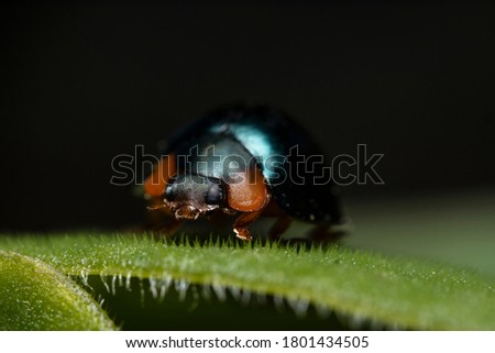 
metallic green ladybug on a green leaf
