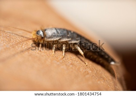 close up silverfish perched on a dry leaf