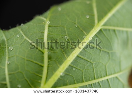 White sphere mucin produced on its leaf and bud by okra (Abelmoschus esculentus) Royalty-Free Stock Photo #1801437940