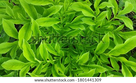 Naturally crafted design of Yam Plant leaves