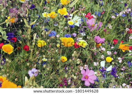 beautiful colorful meadow with wild flowers Royalty-Free Stock Photo #1801449628