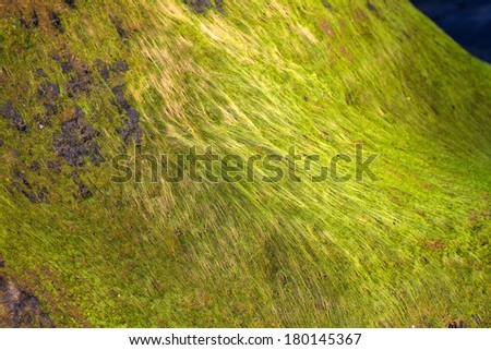Moss on stone texture background.
