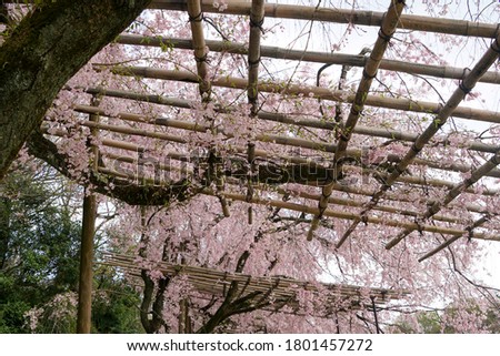 Red weeping cherry blossoms along the Kamo River