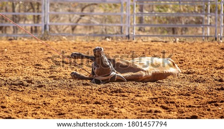 Calf collapsed onto the ground after being lassoed in a team calf roping event by cowboys at a country rodeo