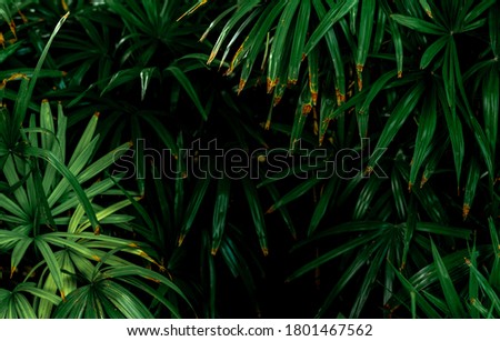 Selective focus on dark green leaves in the garden. Emerald green leaf texture. Nature abstract background. Tropical forest. Above view of dark green leaves with natural pattern. Tropical plant.