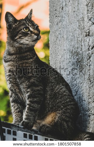 Image of a cat's curious gaze