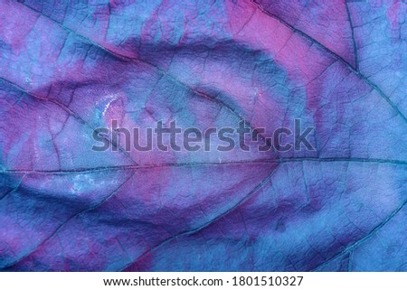 Close up Beautiful abstract leaf in neon light. Minimalism modern style concept. Background pattern for design. Macro photography view.