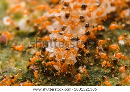 Closeup small red ant macro