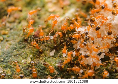 Closeup small red ant macro