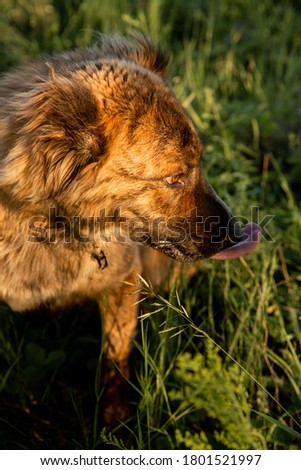 The Asian shepherd is a big loyal dog for territory and herd protection. Dog on a summer day.