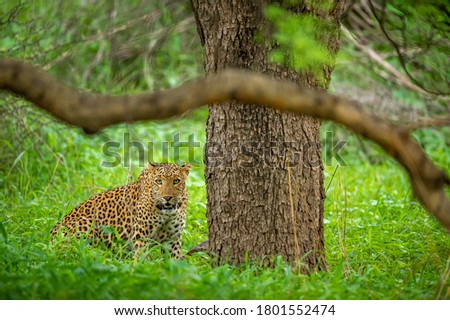 Wild leopard or panther or panthera pardus fusca head on in natural green background in monsoon season safari in forest