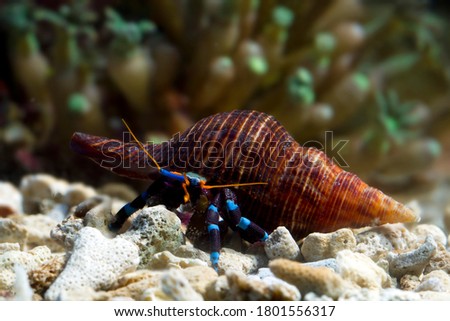 Hermit crabs out of their shells, hermit crabs closeup
