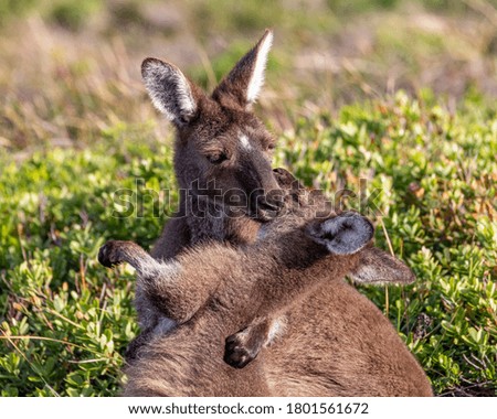 Two Kangaroos having a kiss