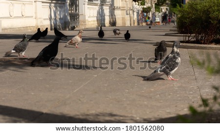 Pigeons on the city sidewalk. Panoramic low angle shooting of pigeons. City life. A flock of pigeons walk on the sidewalk. Selective focus on the main red pigeon.
