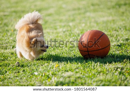 Red Pomeranian Spitz dog plays with a basketball on a green lawn. Selective focus, blurred background.