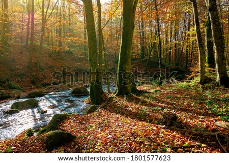 trees on the bank on the mountain river. forest stream among the forest in colorful foliage. sunny autumn weather