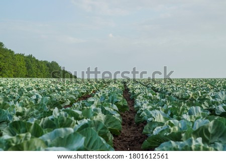 harvest time maturing cabbage in the field before harvesting