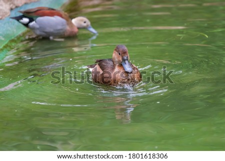 Beautiful little brown duck swims in the water.