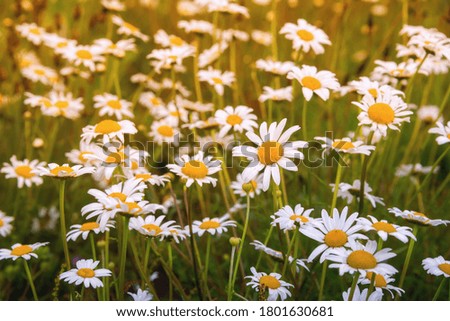 Wild daisy flowers in summer field