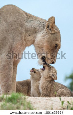 Lion Prides live in families called prides that have cute cubs that need to be protected by the adults. Royalty-Free Stock Photo #1801639996