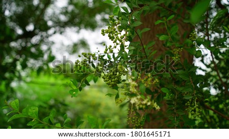 Greenish fresh, Lawsonia inermis (Heena) tree with green buds and flowers. Herbal plant used for hair dye and Indian auspicious festivals.