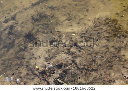
Black tadpoles swim in shallow water in warm water near the shore in spring