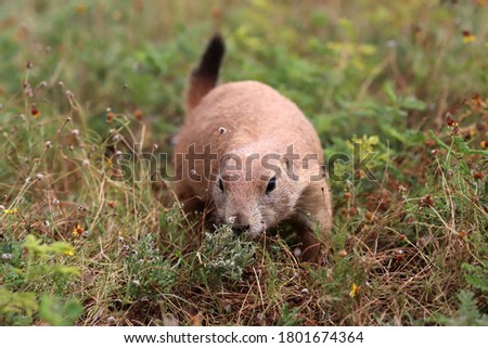 Black-tailed prairie dog (Cynomys ludovicianus) on Great Plains of North America Royalty-Free Stock Photo #1801674364