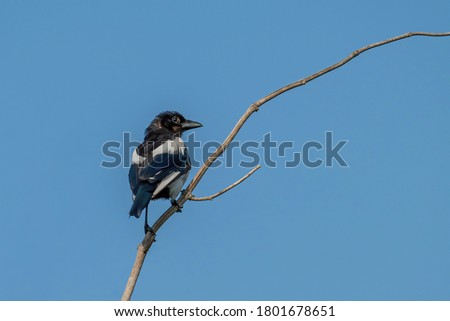 The hooded crow (Corvus cornix) also called hoodie is a Eurasian bird species in the Corvus genus. 