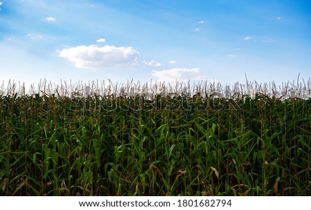 Corn stalk field under blue sky in summer evening.Natural crops growing on rural farm.Cultivated cornfields with organic food